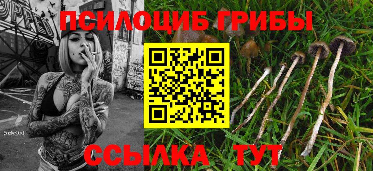 Псилоцибиновые грибы мицелий Курчалой